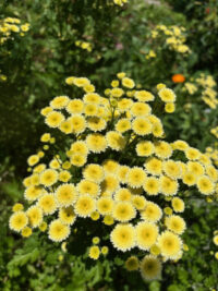 Tanacetum parthenium 'Magic Lime Green' seeds - ( Matricaria) - Image 4