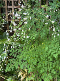 Thalictrum delavayi album seeds - (Meadow Rue) - Image 3