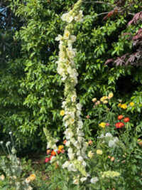 Verbascum olympicum var album seeds - ( White Mullein)