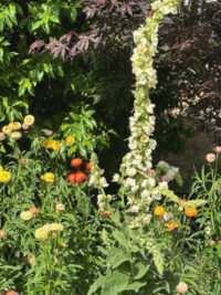 Verbascum olympicum var album seeds - ( White Mullein) - Image 2