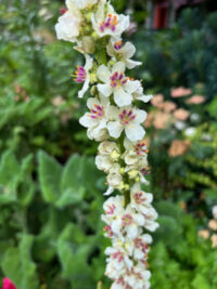 Verbascum chaixii var. album 'Wedding Candles' seeds - (Mullein) - Image 2