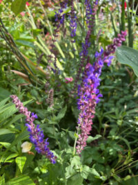 Veronica longifolia 'Blue Shades' seeds- (Blue Veronica) - Image 2