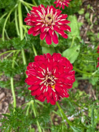 Zinnia elegans 'Scarlet Flame' seeds - Image 2