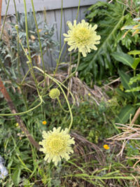 Cephalaria gigantea seeds - (Giant Pincushion Flower) - Image 3