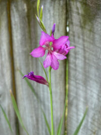 Gladiolus illyricus plants - Image 2