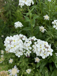 Hesperis matronalis 'White' seeds-(Sweet Rocket, Dames Rocket) - Image 2