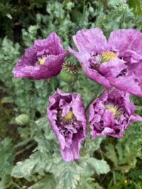 Papaver somniferum  'Sunlit Silk mix' seeds - (Poppy) - Image 3