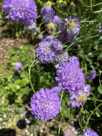 Scabiosa atropurpurea 'Lavender' seeds - (Pincushion Flower) - Image 2