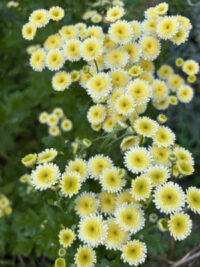 Tanacetum parthenium 'Magic Lime Green' seeds - ( Matricaria) - Image 3