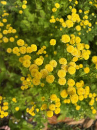 Tanacetum Parthenium ' Sunny Ball' seeds  - ( Feverfew) - Image 2