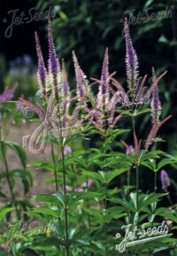 Veronicastrum sibiricum seeds ( cold treated)  - (Culvers Root)